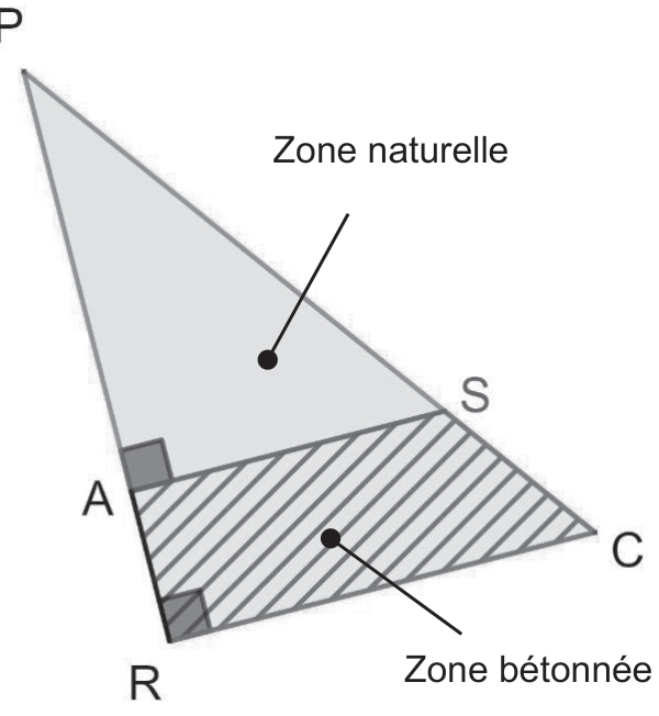 Triangle PRC rectangle en R : P en haut, R en bas à gauche, C en bas à droite. A est sur [PR] et S sur [PC]. La zone naturelle est le triangle PAS, la zone bétonnée est le quadrilatère RASC, avec angles droits en A et en R.